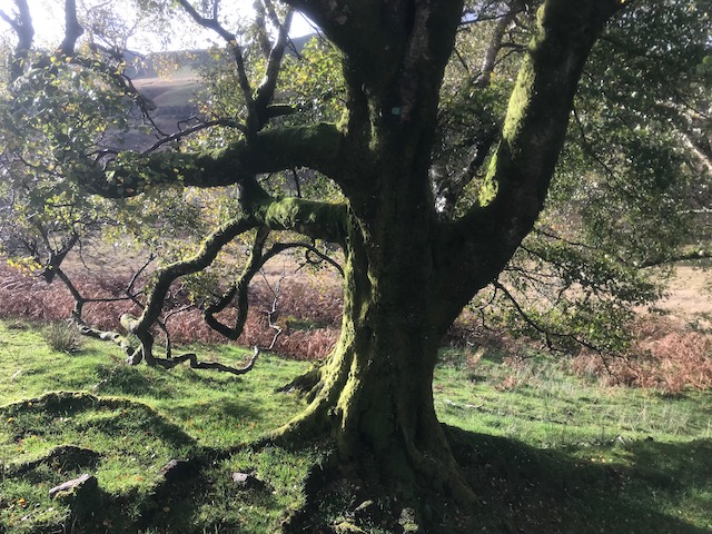 Veteran silver birch close-up, showing its gnarled trunk emerging from a sea of moss. In the background a bracken-covered valley